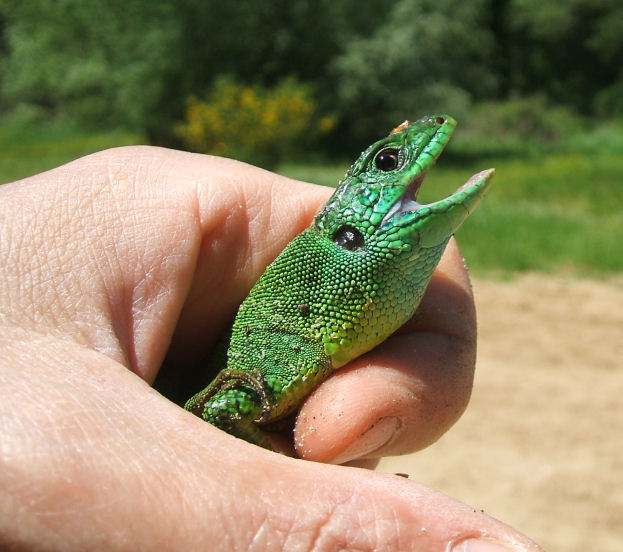 Lacerta viridis ssp natrix?! ;-))